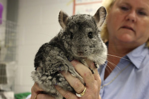 chinchilla